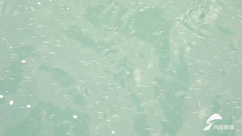 15万尾鱼苗投放日照海域 助力海洋生态修复