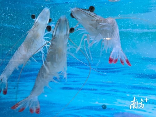 国家863计划项目海水养殖种子工程南方基地工作人员感恩奋进