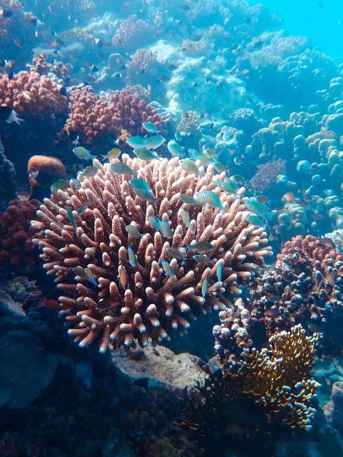 海洋科普 1517 海洋前沿 20210802