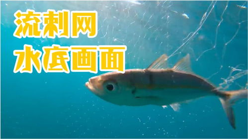 流刺网海底画面,鱼群被透明网缠住了