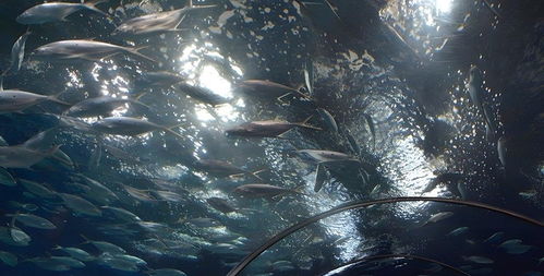 上海海洋水族馆门票,上海海洋水族馆门票预订,上海海洋水族馆门票价格,去哪儿网门票