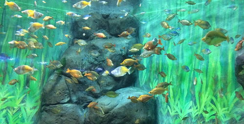 上海海洋水族馆门票,上海海洋水族馆门票预订,上海海洋水族馆门票价格,去哪儿网门票