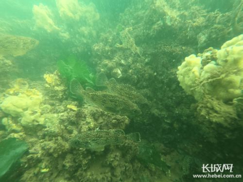 河北新增3个国家级海洋牧场示范区
