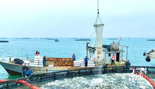 冬捕直击 湛江 海洋牧场 一网捞起2000斤,海鲜盛宴走起