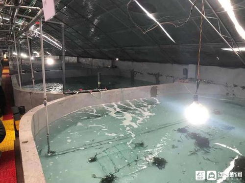 山东日照市海洋水产资源增殖 打造我国北方地区海马育种及供种中心
