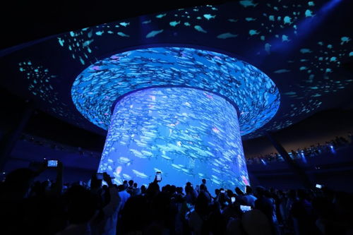 小梅沙海洋世界十一试营业 深圳文旅再添重磅地标